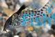 Agassizi Nanay Corydoras 3.5cm