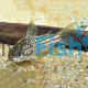 Corydoras Elegans
