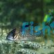 Corydoras Leucomelas