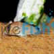 Corydoras Metae