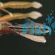 CORYDORAS PYGMAEUS 