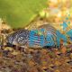 Corydoras Sterbai