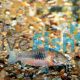 Bronze Corydoras 