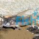 Bronze Longfin Corydoras 3.5cm 