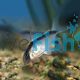 Corydoras Arcuatus