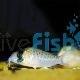 Corydoras Atropersonatus