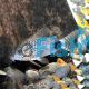 Corydoras Caudimaculatus