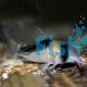 Corydoras Duplicareus 
