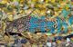 Haraldshultzi Corydoras 4cm