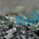 Corydoras Hastatus 1cm