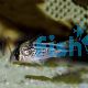 Corydoras Loxozonus - Wild