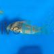 Corydoras melanotaenia