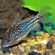 Napoensis Corydoras 3cm