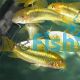 Corydoras Aeneus Neon Green Stripe - Wild Caught