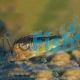 Corydoras Rabauti 