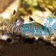 Corydoras Reticulatus 4cm
