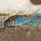 Corydoras Sodalis 