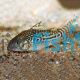 Sodalis Corydoras 4cm