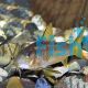 Corydoras Neon Red Stripe Corydoras Sp Cw014