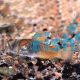 Orange Venezuela Corydoras 3.5cm