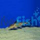 Synodontis Multipunctatus