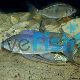 Cyathopharynx Furcifer Ndole Bay 5cm