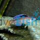 Cyprichromis Leptosoma