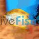 Lemon Ternate Damselfish 