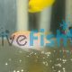 Damselfish Smiths - Pomacentrus smithi