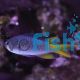 Damselfish Coral
