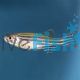 Zebra Danio