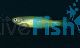 Gold Striped Blue Danio 3.5cm