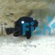Damselfish Domino SML