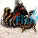 Lionfish - Twospot