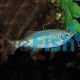 Giant Danio 3cm
