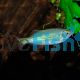 Giant Danio 