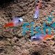 Diamond Tetra
