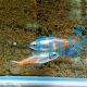 Diamond Neon Tetra