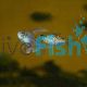 Diamond Tetra
