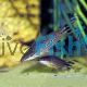 Flagtail Dianema Catfish