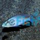 Dimidiochromis Compressiceps