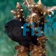 Damselfish Domino 