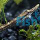 Freshwater Pipe Fish