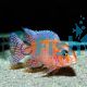 Dragon Blood Cichlid