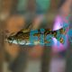 Driftwood Catfish 