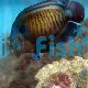 Angelfish Dusky - Centropyge multispinis