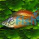 Eastern Rainbow - Deep Water Creek