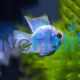 Balloon Electric Blue Ram