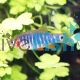 Emerald Dwarf Rasbora 2cm