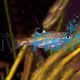 Emerald Eye Rasbora - Brevibora dorsiocellata